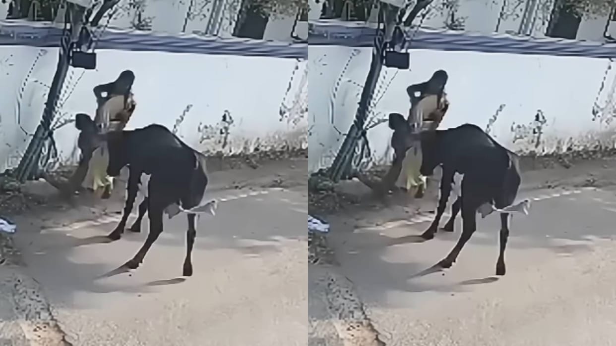 Mother saved her child from death She put her life at risk by fighting with a bull video goes viral
