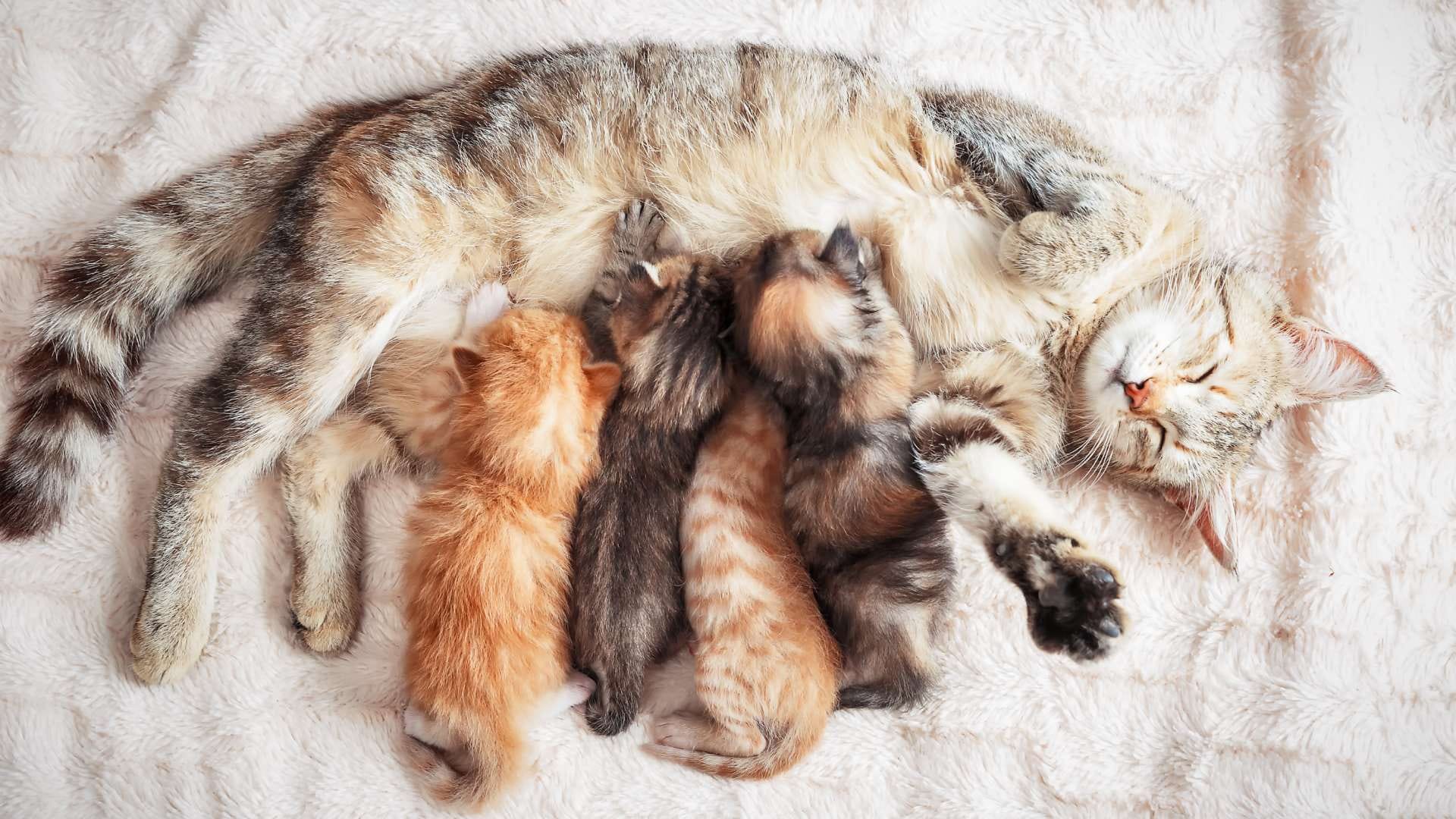 cat gives birth in house astrology what does it mean when a cat gives birth in your house