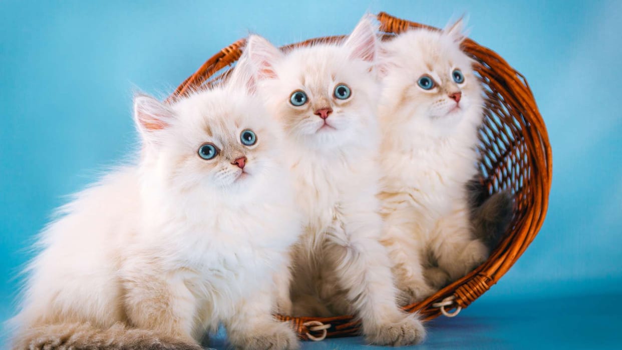 In Kashmir, 6000 people were bitten by cats in one year