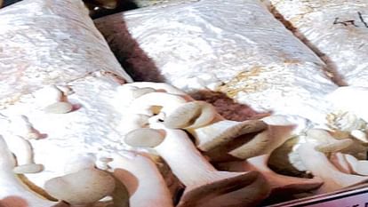 Spices and medicinal properties will be available with mushrooms, Mushroom Research Directorate did research