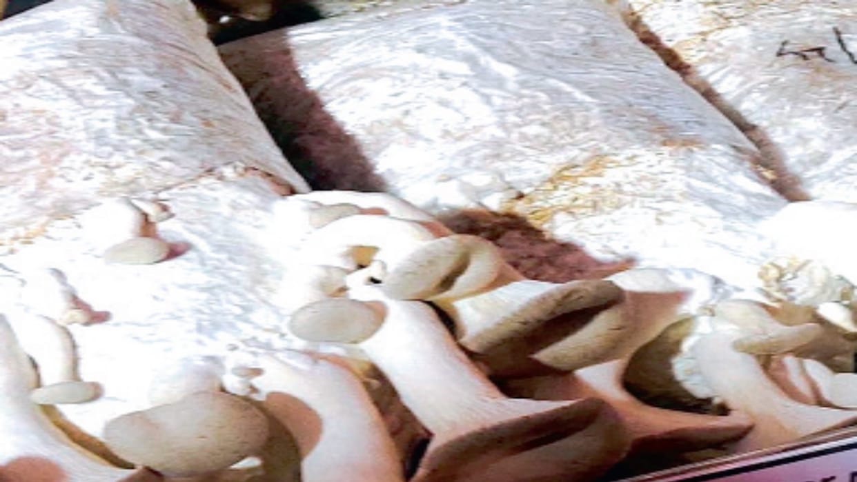 Spices and medicinal properties will be available with mushrooms, Mushroom Research Directorate did research