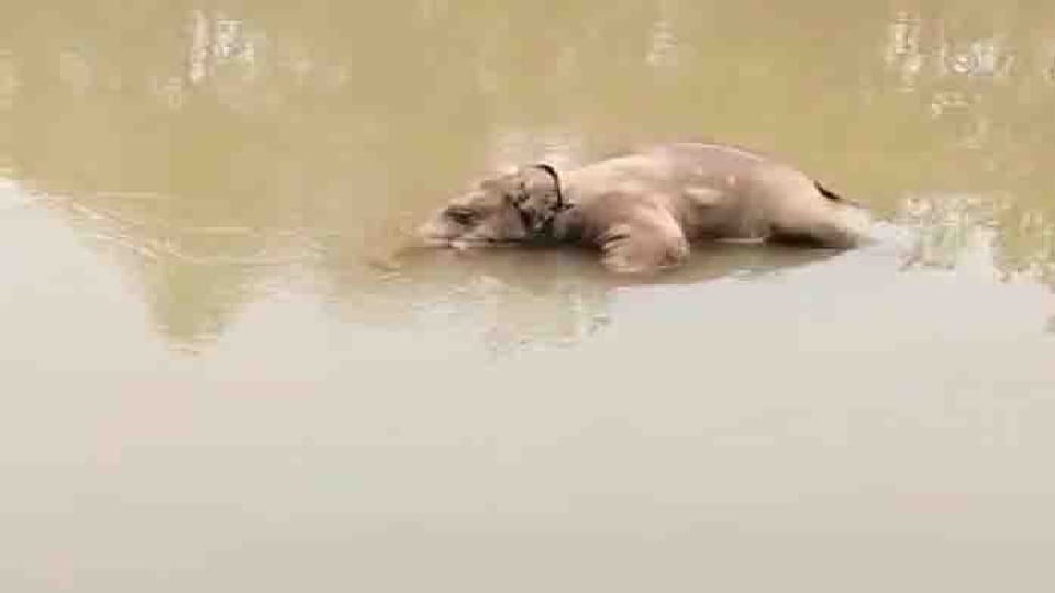 Elephant calf found dead in Gharghoda range