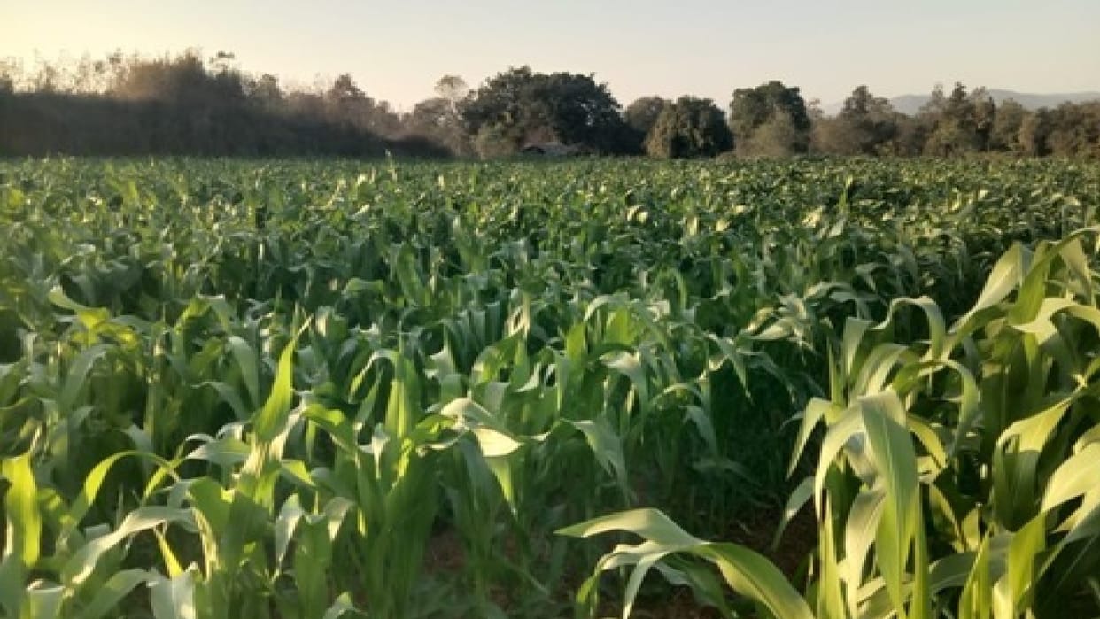 Farmer Arun cultivated maize-oilseeds instead of paddy, farmers are getting benefits from crop diversification