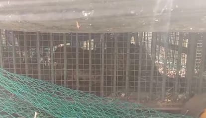 Leopards went out of control in Moradabad district, farmer injured in the attack...caged after five hours