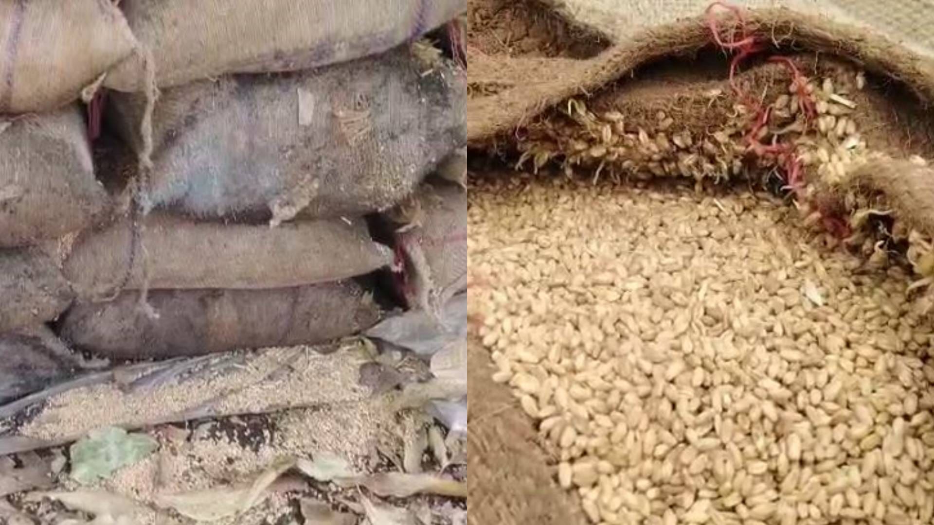 खरीदी केंद्र में भीगा हुआ गेहूं