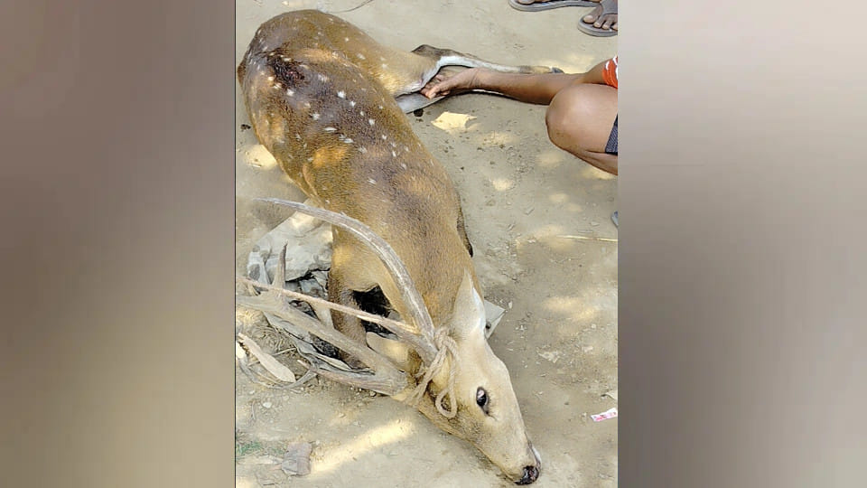 Rare wildlife deer in injured state in Sant Kabir Nagar, After treatment, forest department took possession