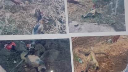 dozen monkeys have been shot dead in Kabirdham