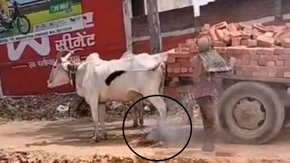 Sambhal: Animals unable to pull brick laden buggy in scorching heat, driver set fire under their feet, Video