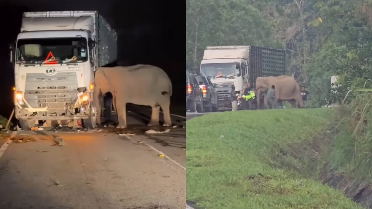 The female elephant was devastated after seeing death of her baby standing near the truck Video goes viral
