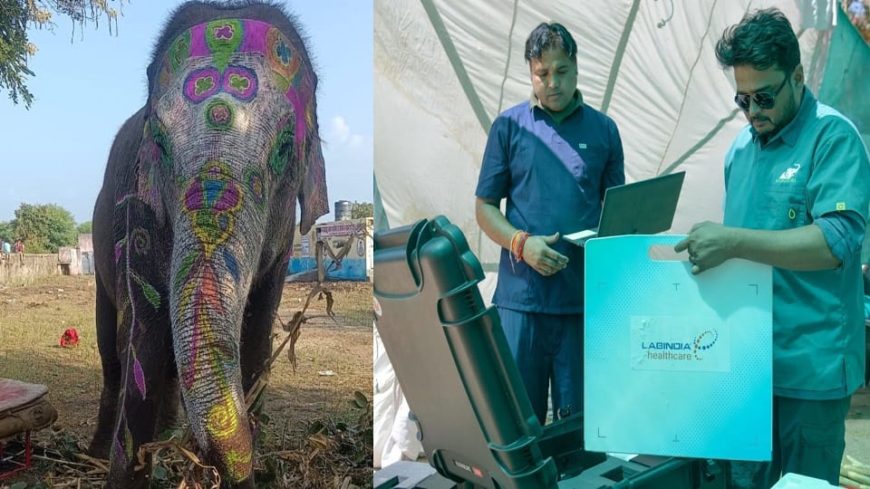 Ramu elephant is fighting the battle of life at the last stage