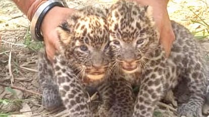 Leopards went out of control in Moradabad district, farmer injured in the attack...caged after five hours