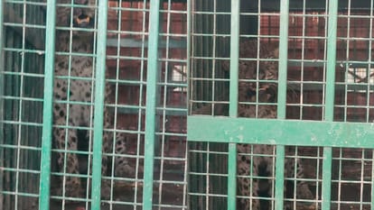 Leopards went out of control in Moradabad district, farmer injured in the attack...caged after five hours