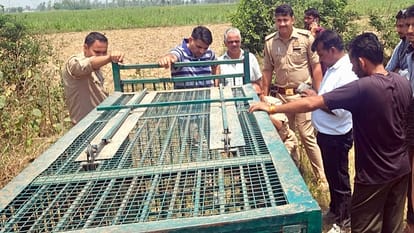 Leopards went out of control in Moradabad district, farmer injured in the attack...caged after five hours