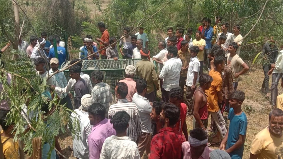 Leopards went out of control in Moradabad district, farmer injured in the attack...caged after five hours
