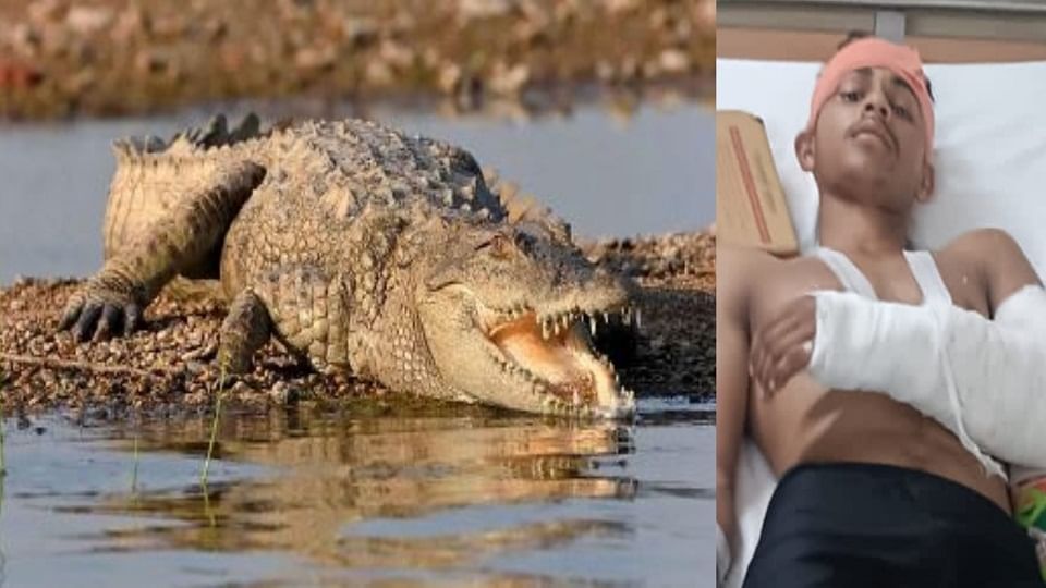 Crocodile Dragged Young Man Into The River Fight Inside Water Saved His  Life - Amar Ujala Hindi News Live - मगरमच्छ से भिड़ गया युवक:चंबल नदी में  हुई खूनी भिड़ंत, फिर जो