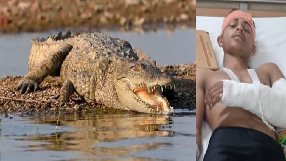 crocodile dragged young man into the river fight inside water saved his life