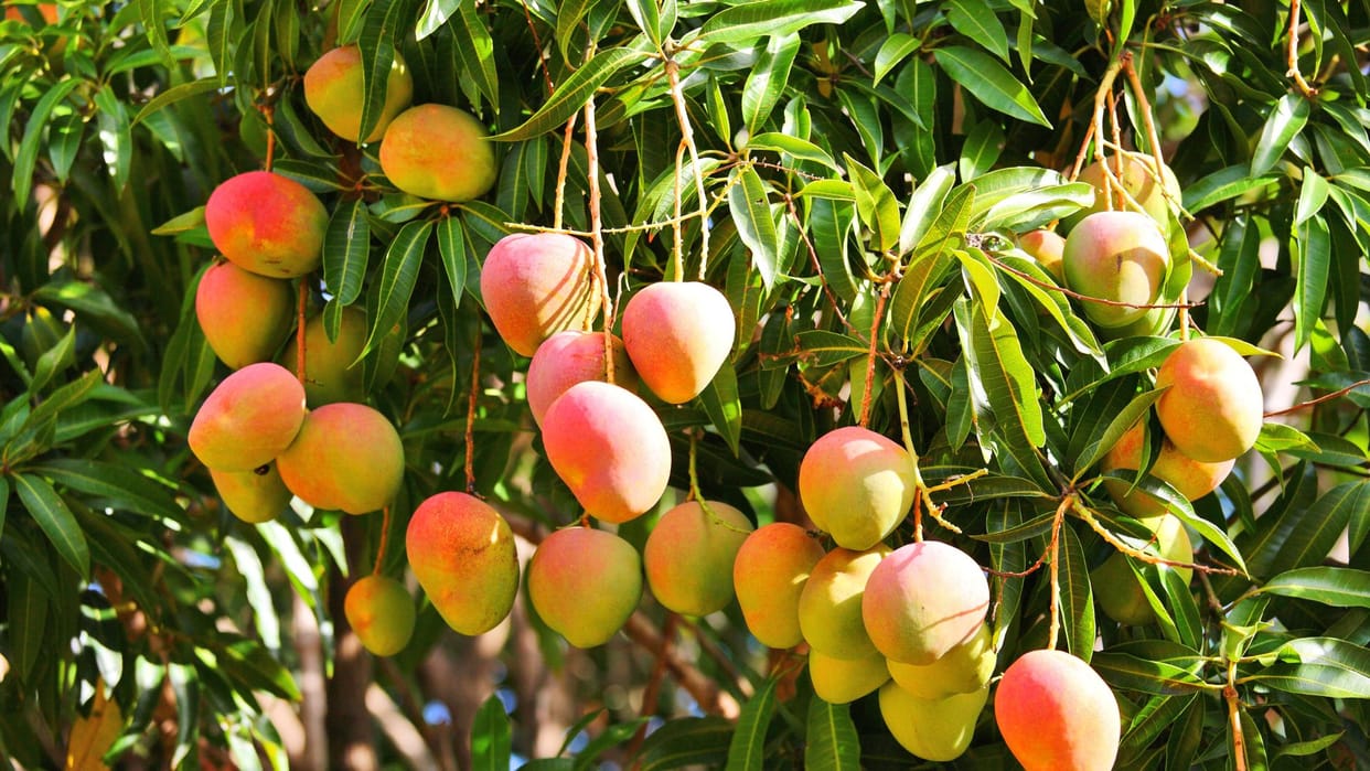 Health Alert Eating Too Many Mangoes Cause Stomach Problems Know Precautions tips