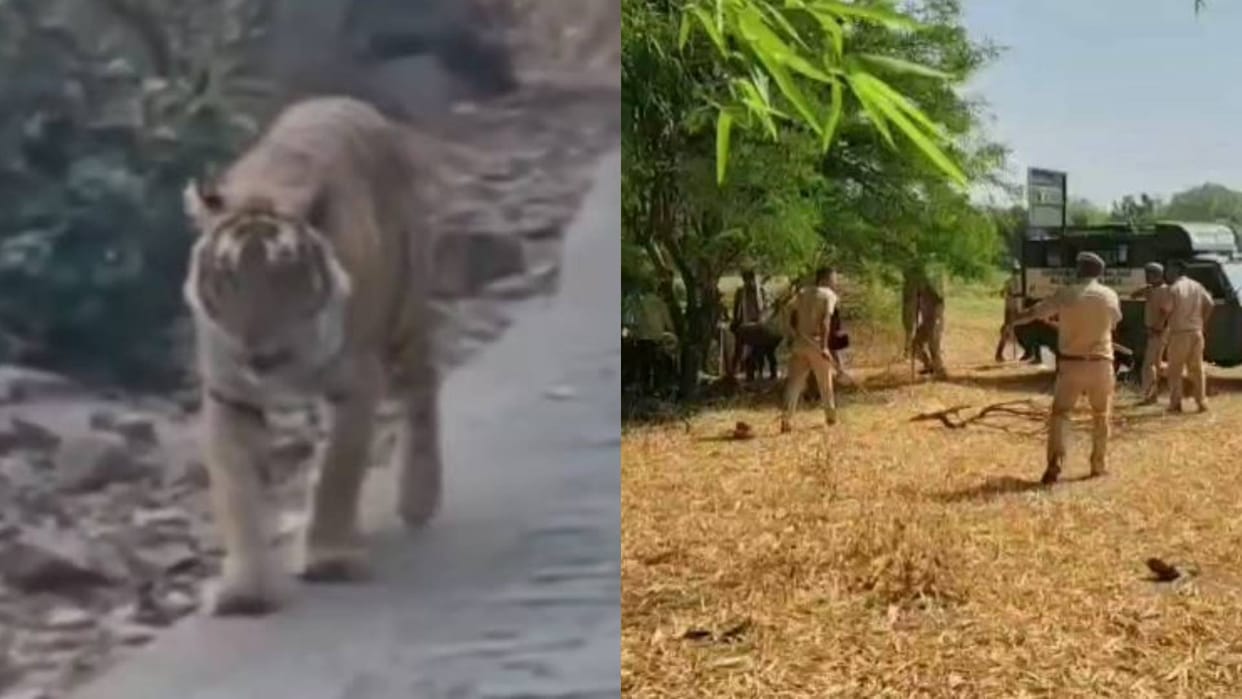 Rajasthan Sawai Madhopur man-eating tigress Kanakati released in enclosure
