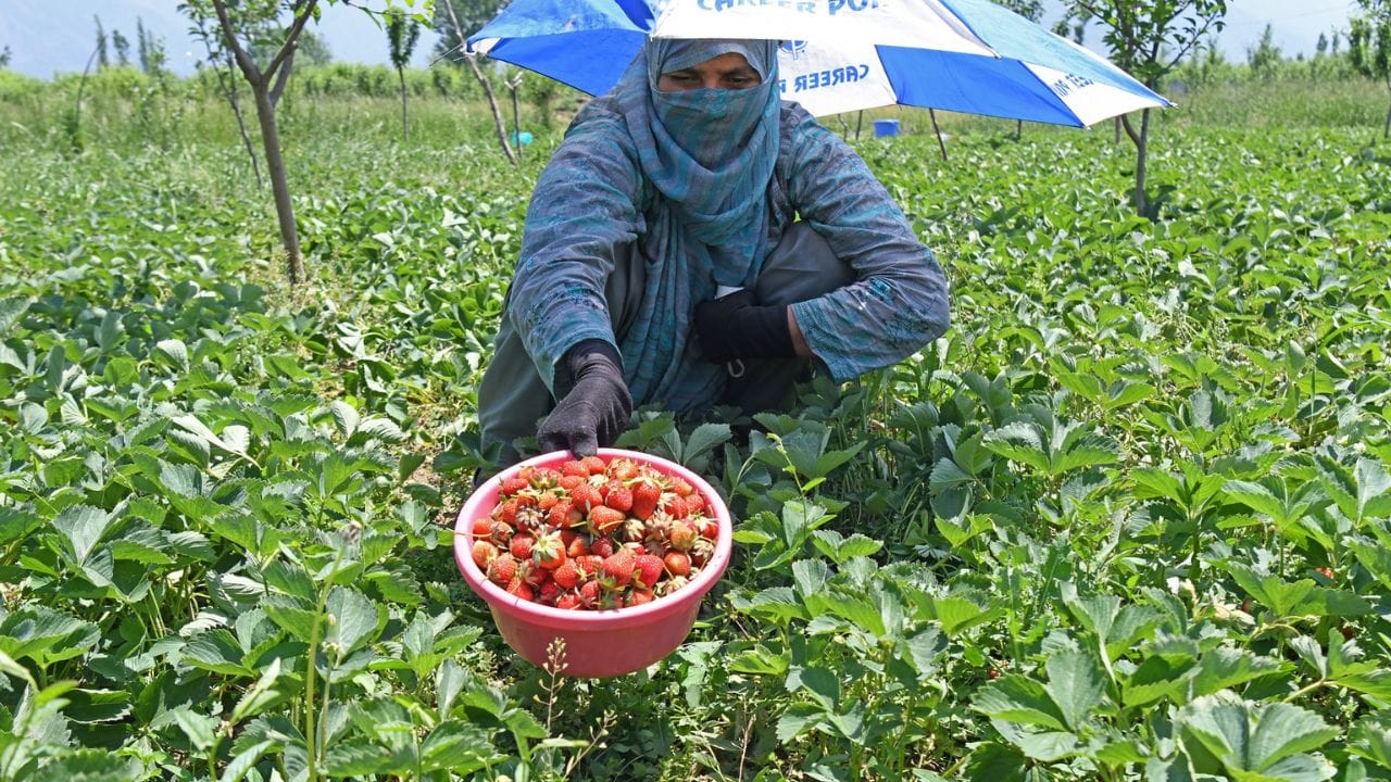 Farmers harvesting famous Kashmiri strawberry crop at Gaasu Khimber on the outskirts of Srinagar,