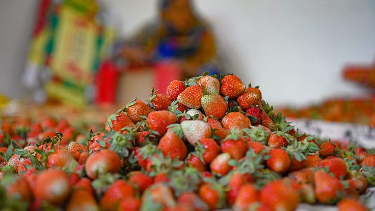 Farmers harvesting famous Kashmiri strawberry crop at Gaasu Khimber on the outskirts of Srinagar,