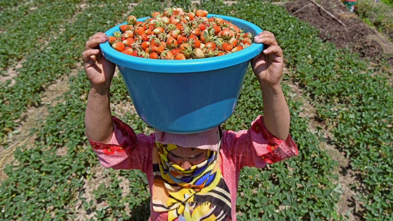 Farmers harvesting famous Kashmiri strawberry crop at Gaasu Khimber on the outskirts of Srinagar,