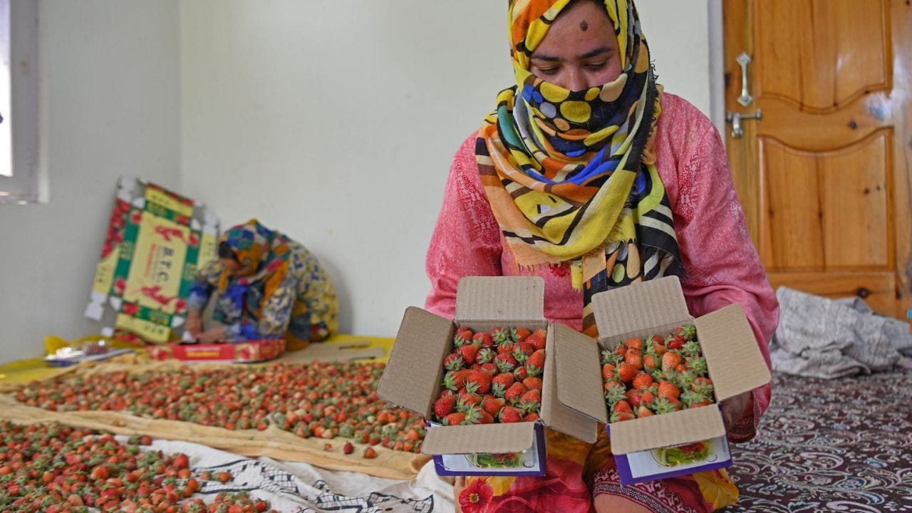 Farmers harvesting famous Kashmiri strawberry crop at Gaasu Khimber on the outskirts of Srinagar,