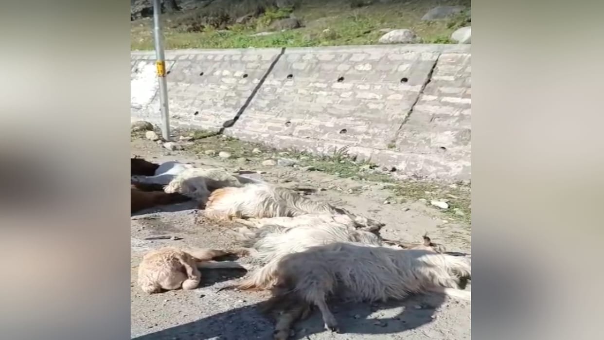 speeding taxi ran over 12 sheep and goats, including a shepherd, in 18 miles