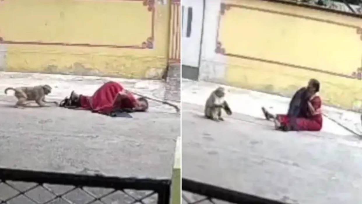 Monkeys pulled the saree of an elderly woman removed slippers and pushed her Video goes viral on Internet