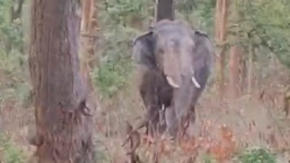 3 killed in elephant attack in Odisha's Dhenkanal, 2 forest officers suspended