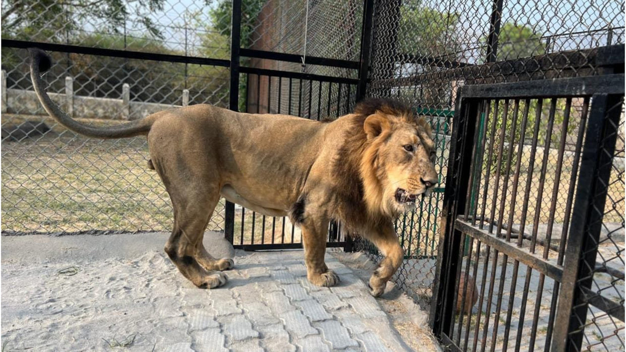 Asiatic lion Pataudi who went to Kanpur zoo from Gorakhpur zoo for treatment also died