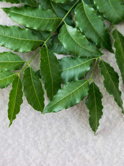 जानिए खाली पेट नीम की पत्तियों को चबाने के फायदे