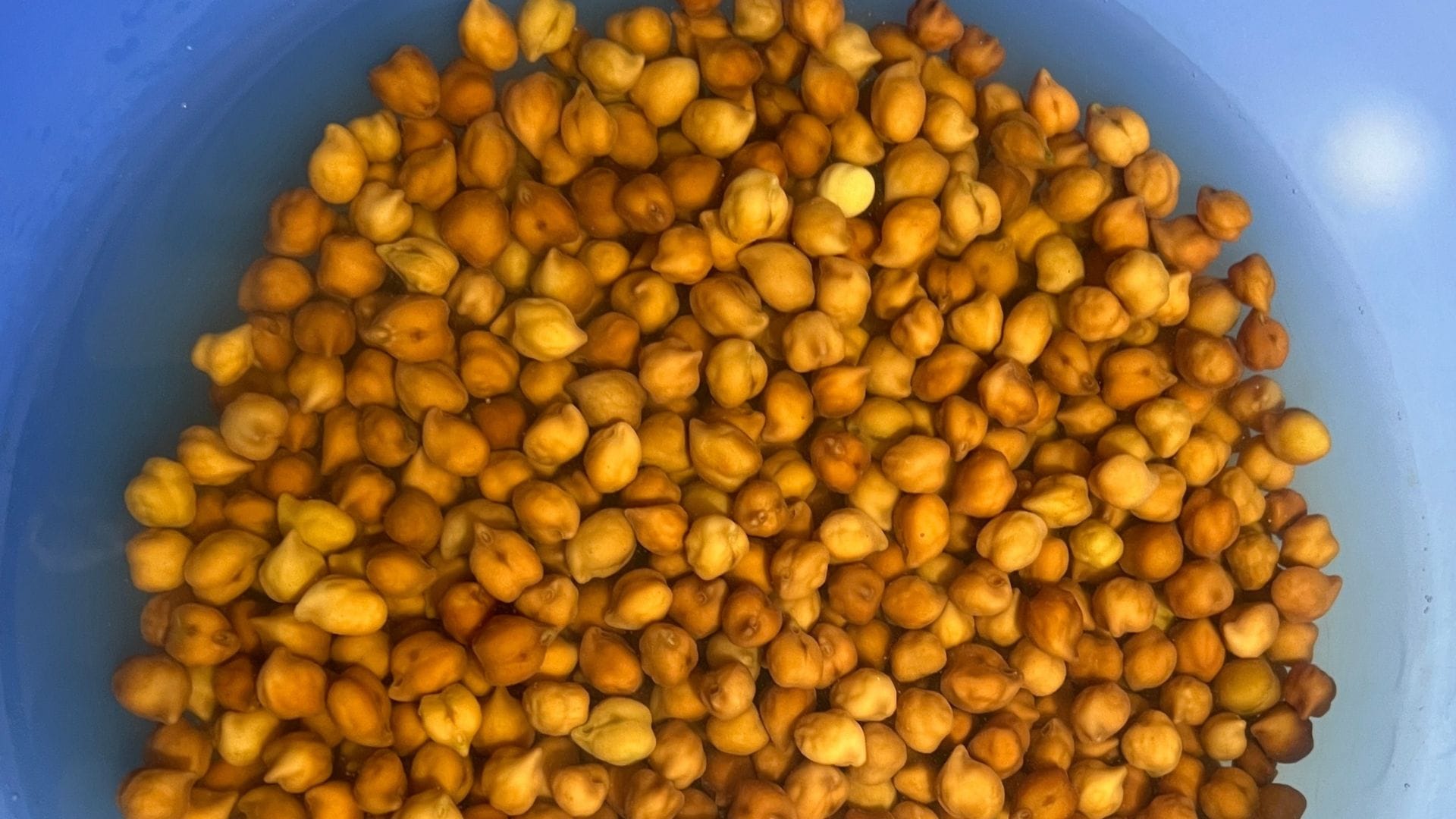 High Protein Vegetarian Foods to Include in Your Diet Without Meat or Eggs