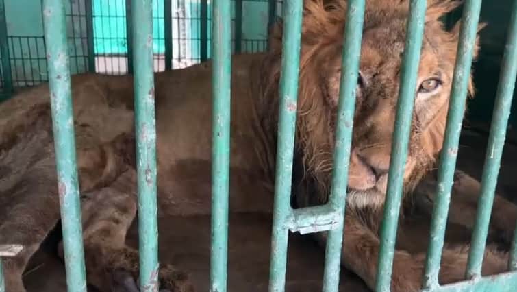 Kanpur Lion Pataudi dies in zoo was not eating food for two days bird flu infection suspected