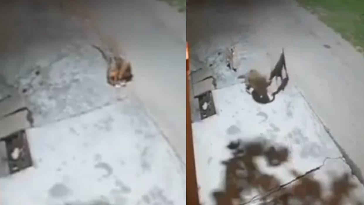 leopard Attacks Dog But Friend Of Dogs Came And Rescued Him Instantly In Haridwar Of Uttarakhand Video Goes Vi