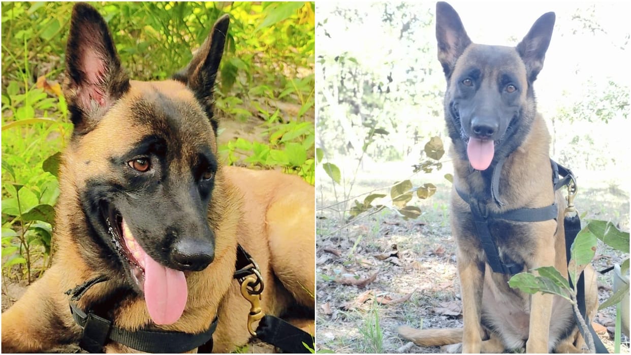 CRPF dog Rolo lost its life in the operation to drive out Naxalites from KGH, it was attacked by bees