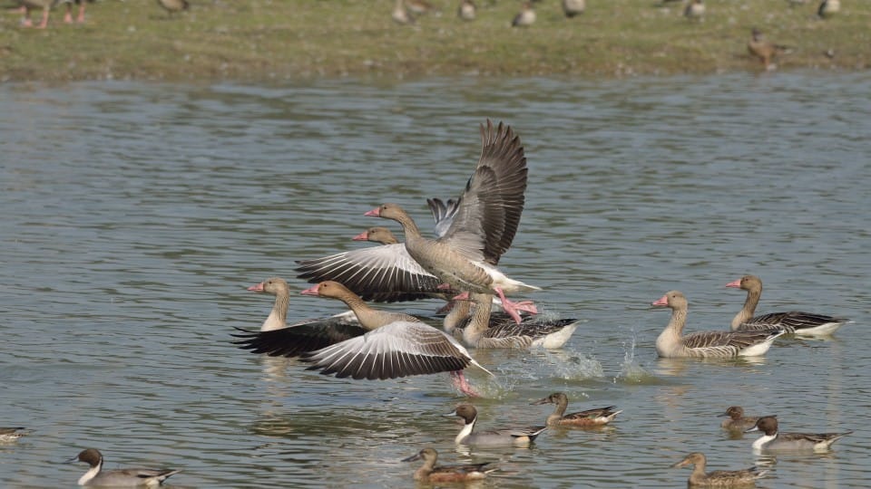 Shekha Lake Bird Sanctuary closed for a week