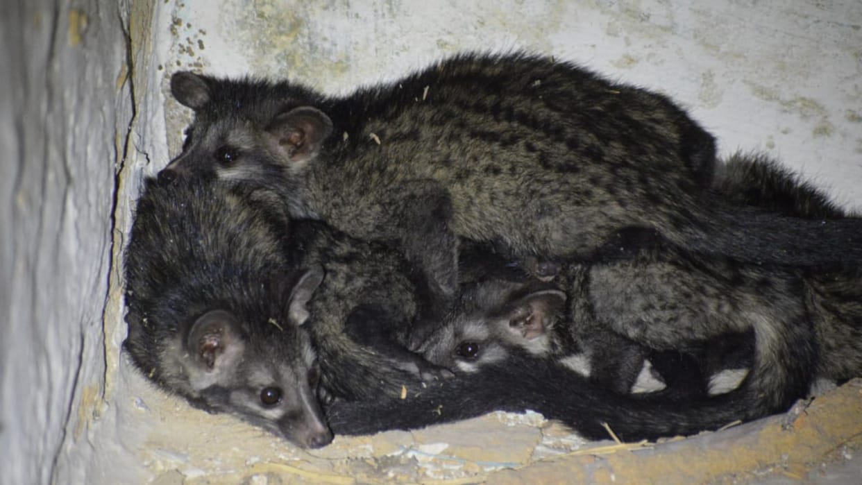 Forest department safely rescued rare Asian palm civet mother and children in Korba