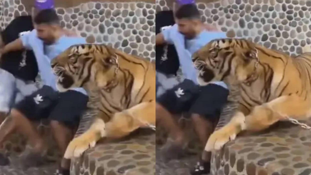 A man was taking a photo with a tiger then the tiger got angry and roared Video goes Viral On Internet