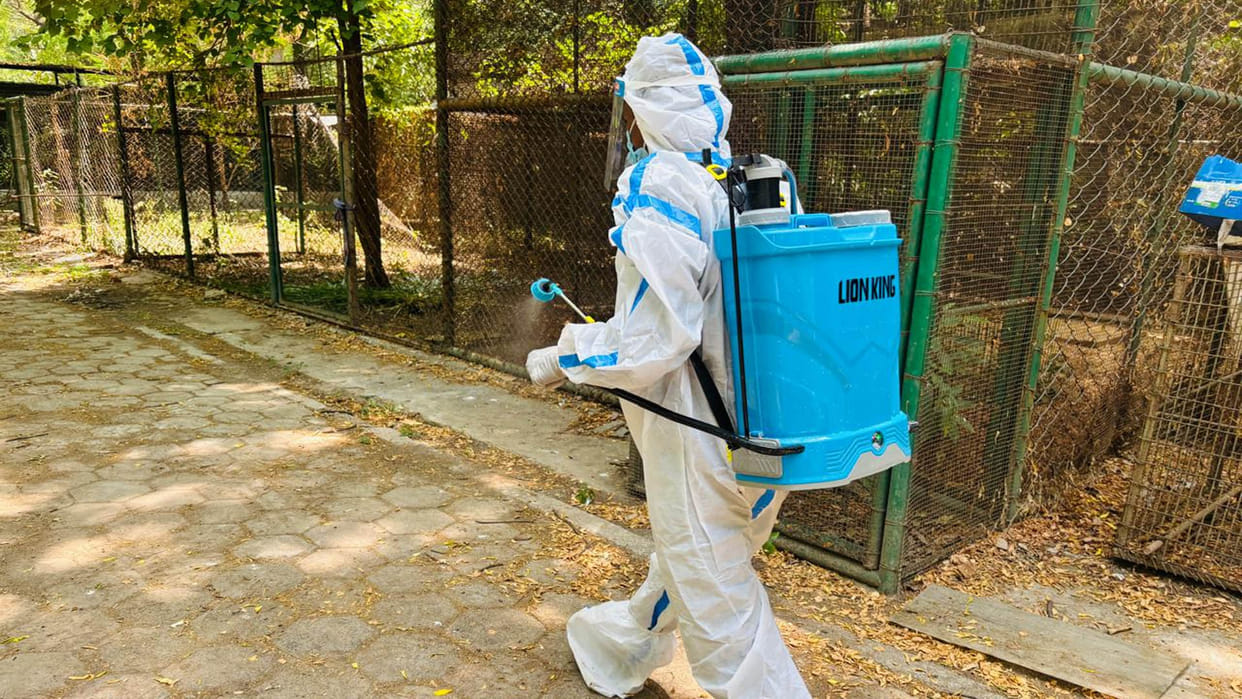 Kanpur Zoo: Barbary lion and peacock died due to bird flu, test report from Bhopal lab came positive