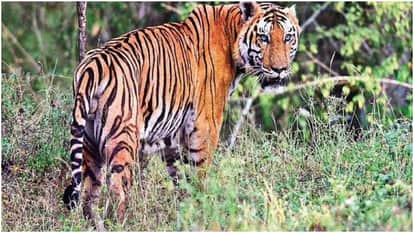 tiger attack balaghat katangi forest second incident