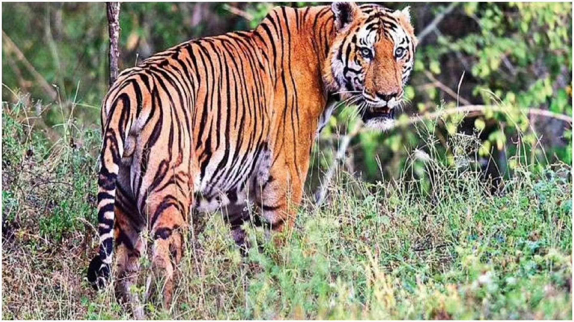 (प्रतीकात्मक फोटो)