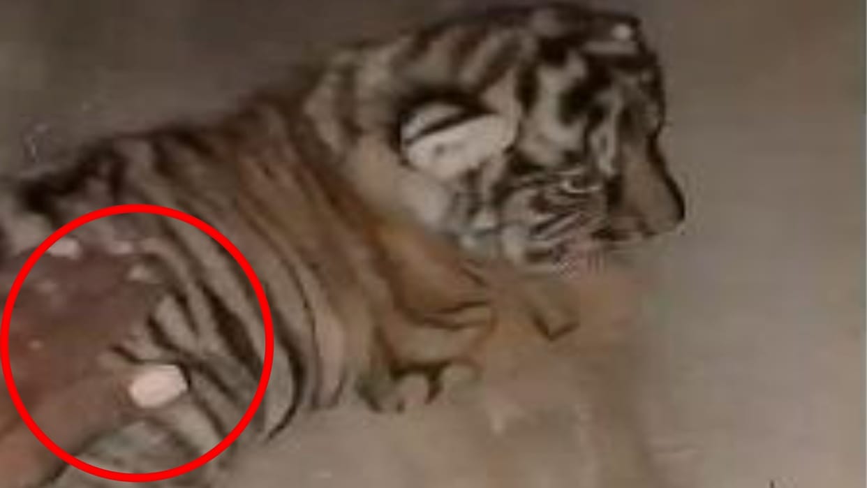Sawai Madhopur: Despite Fatal Incidents, Youth making videos Near Tigers, Forest Officials Remain Indifferent
