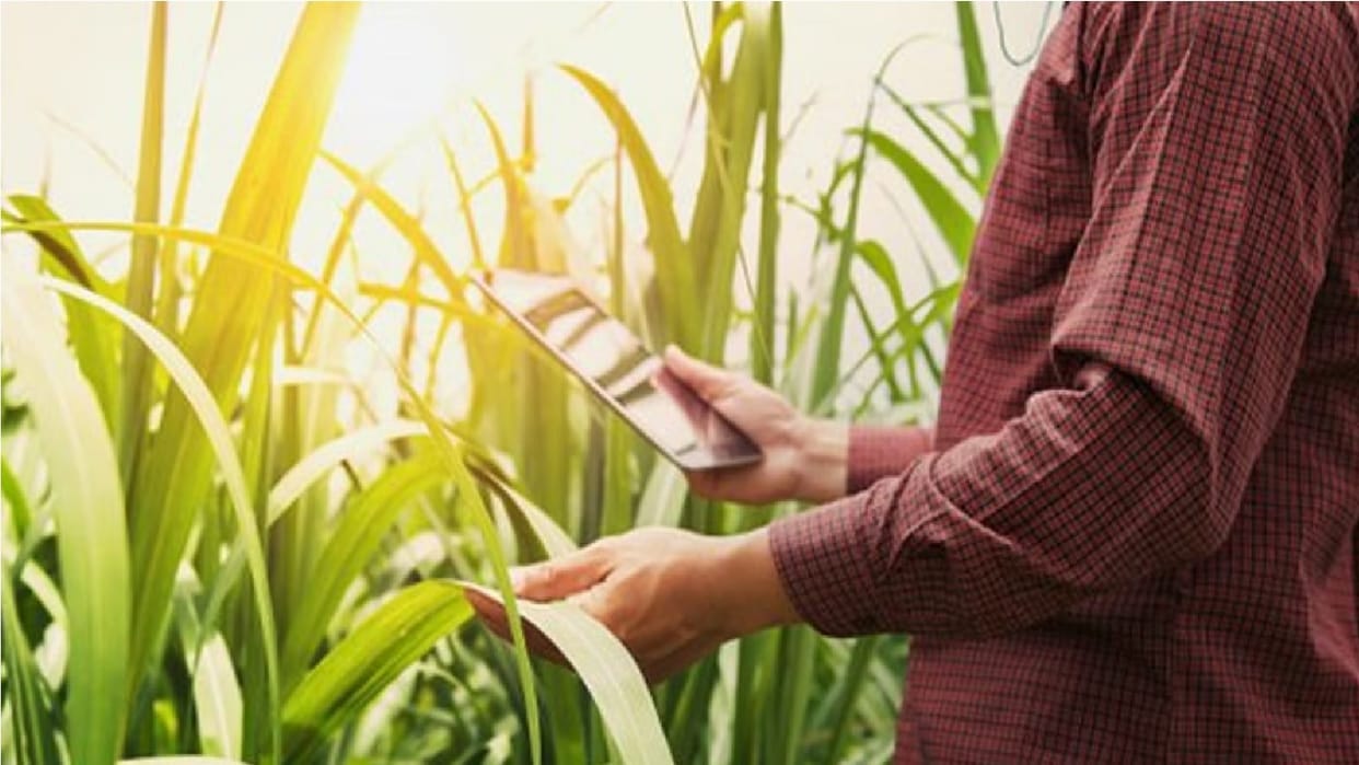 satellite images will reveal crop yield In Haryana, Harsac is busy preparing for technology based survey