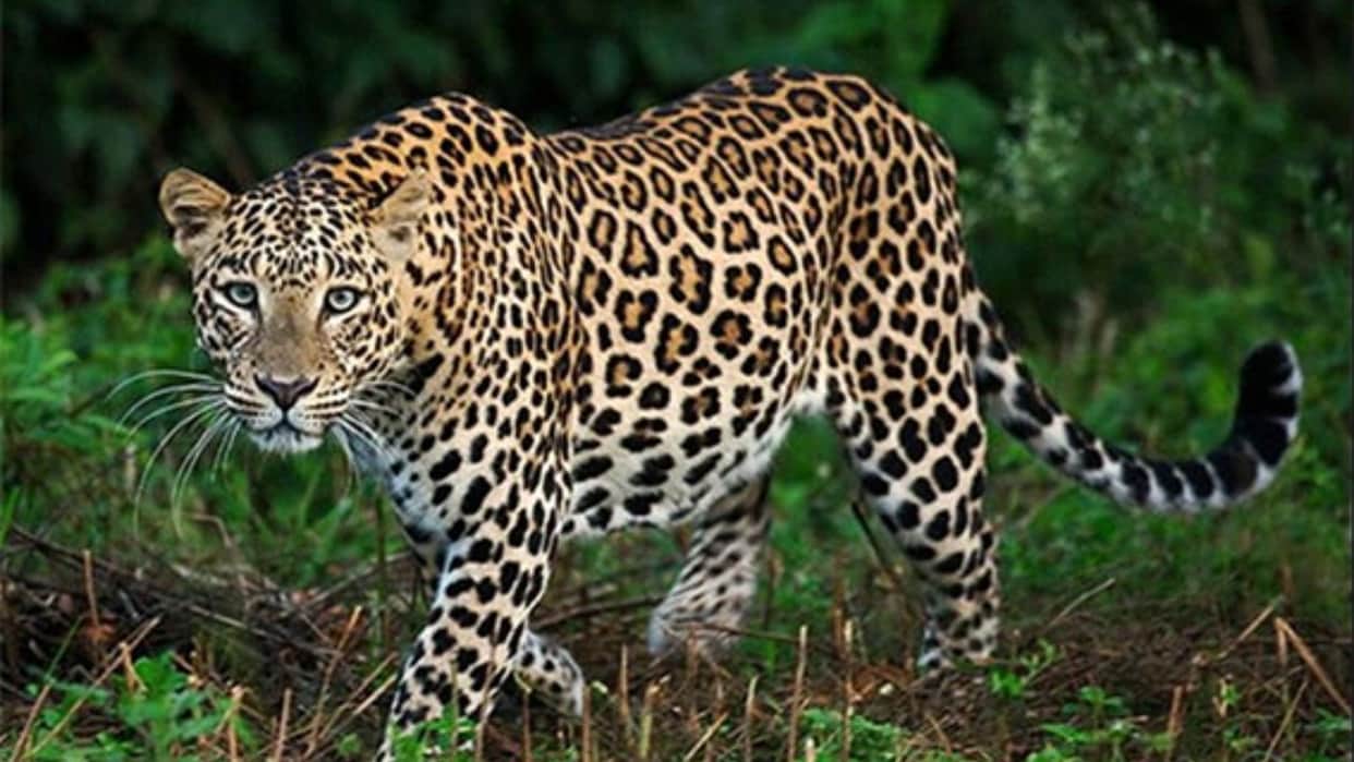 Leopard terror in Chaukhutia: Enters cowshed in broad daylight and kills a cow; panic among locals