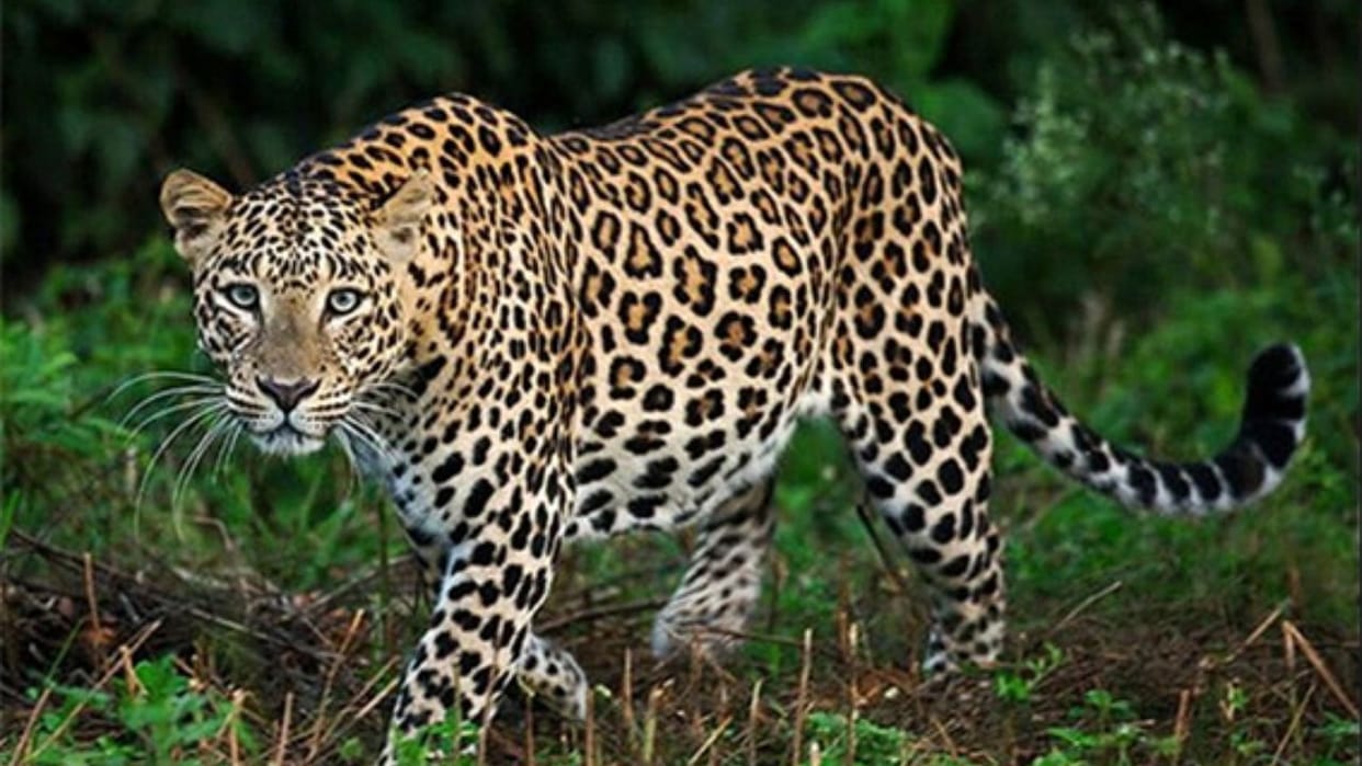 A leopard snatched a goat from among the children playing in the courtyard in bageshwar
