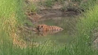 Tigress spotted in waterhole of Dudhwa Tiger Reserve in Lakhimpur kheri
