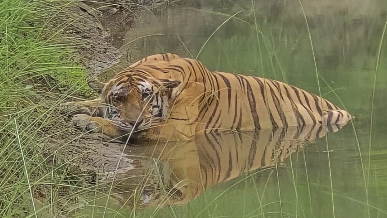 Tigress spotted in waterhole of Dudhwa Tiger Reserve in Lakhimpur kheri