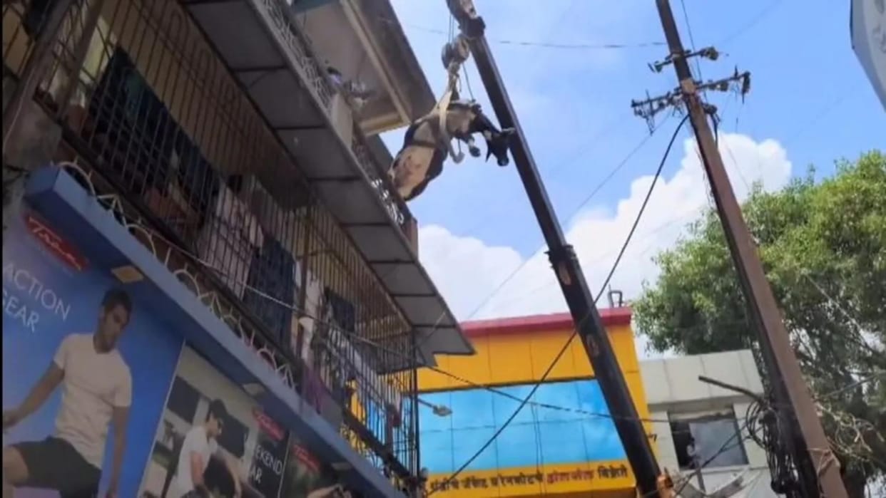Cow Climbs Three-story Building In Pune To Escape Stray Dogs Rescued By Crane Maharashtra Pune Hindi News