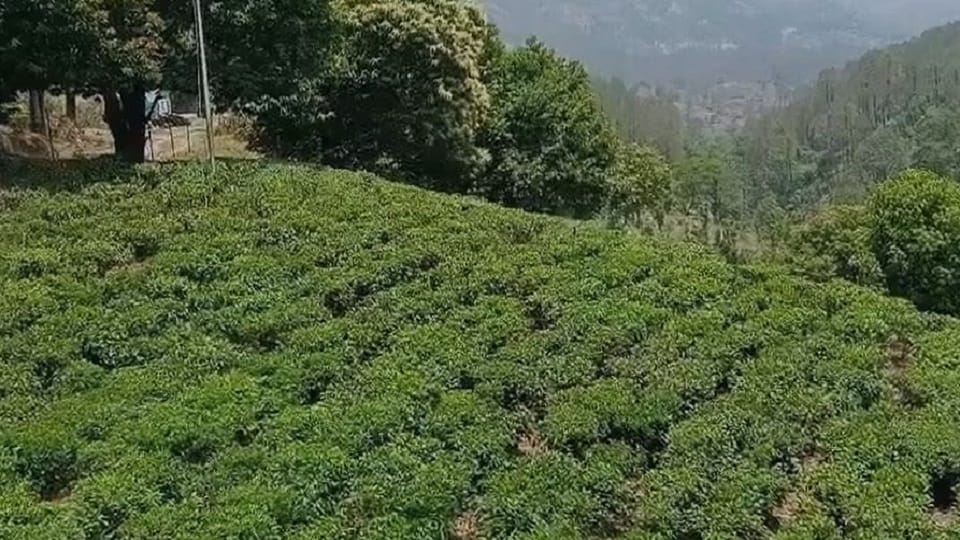 Two varieties of tea from Almora gardens fit the standards of green tea