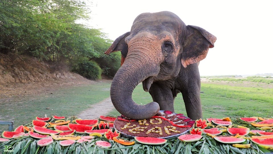 elephants freed from the cruel shackles of the circus celebrated their freedom